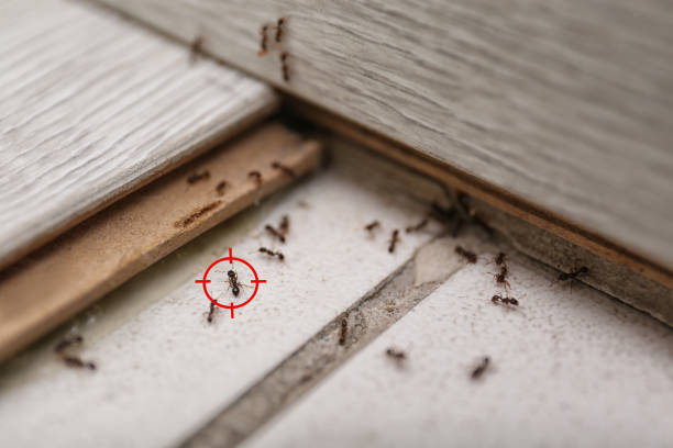 Best Best Pest Control Companies  in Ocala Estates, FL